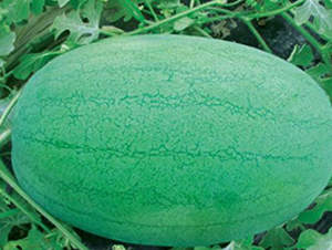 �G֮��-���ϷN��-ʢ���N�I(y��)