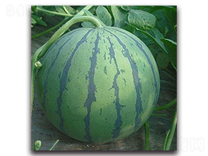 �A��-���ϷN��-ʢ���N�I(y��)