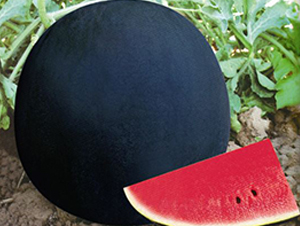 �ڽ���-���ϷN��-ʢ���N�I(y��)