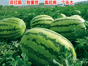 ����5̖-���ϷN��-ʢ���N�I(y��)