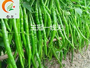 ����һ����-�����N��-ʢ���N�I(y��)