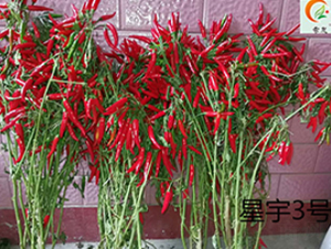 ����3̖-�����N��-ʢ���N�I(y��)