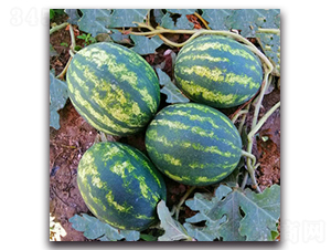 WA13-���ϷN��-�G�x�N�I(y��)