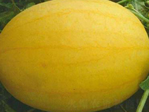 WA07-���ϷN��-�G�x�N�I(y��)