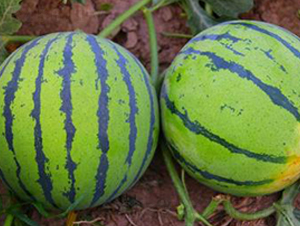 WA03-���ϷN��-�G�x�N�I(y��)