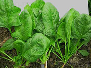 707-���˷N��-�G�x�N�I(y��)