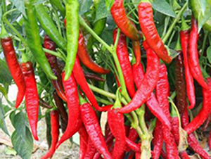 PM68-�����N��-�G�x�N�I(y��)