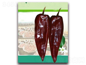 PA13-�����N��-�G�x�N�I(y��)