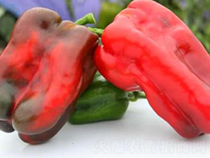 PM75-�����N��-�G�x�N�I(y��)