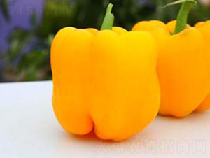 PA05-�����N��-�G�x�N�I(y��)