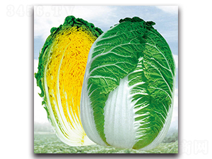 �����Sоһ̖-�ײ˷N��-���}�r(n��ng)�I(y��)