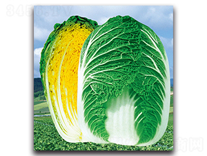 �����Sо��̖-�ײ˷N��-���}�r(n��ng)�I(y��)