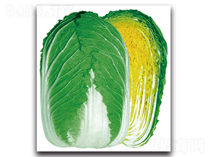 ���}��̖-�ײ˷N��-���}�r(n��ng)�I(y��)