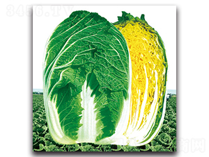 ��G���S-�ײ˷N��-���}�r(n��ng)�I(y��)