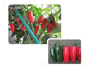 ��GСĴָ-�����N��-���}�r(n��ng)�I(y��)