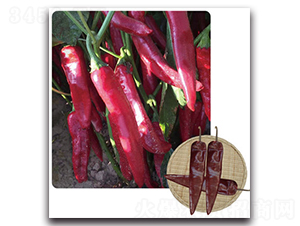 ��G�t��-�����N��-���}�r(n��ng)�I(y��)