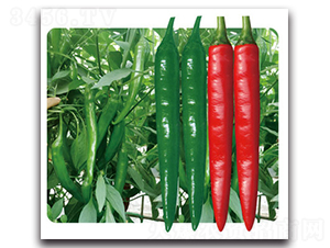 �t��һ̖-�����N��-���}�r(n��ng)�I(y��)