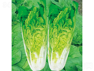 �֠����1̖(h��o)-��˷N��-�֠��r(n��ng)�I(y��)