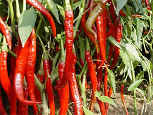 AGRISUPER-8169-�����N��-���S�r(n��ng)�I(y��)