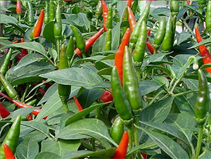 JETHOT2-�����N��-���S�r(n��ng)�I(y��)