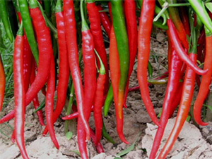 VIVO168-�����N��-���S�r(n��ng)�I(y��)