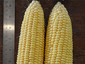 NEW1069-���׷N��-���S�r(n��ng)�I(y��)