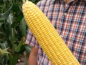 NEW1066-���׷N��-���S�r(n��ng)�I(y��)