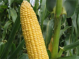 ����66-���׷N��-���S�r(n��ng)�I(y��)