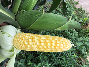 �S��54-���׷N��-���S�r(n��ng)�I(y��)