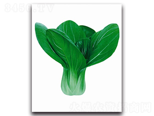 ����12̖�๣��-�๣�˷N��-����N�I(y��)