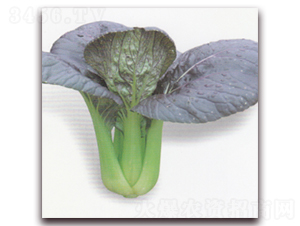 �����๣��-�๣�˷N��-����N�I(y��)