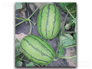 ������-���ϷN��-����N�I(y��)