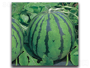 ������-���ϷN��-����N�I(y��)