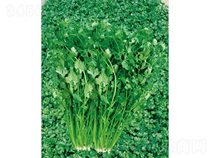 ����R�����-��˷N��-����