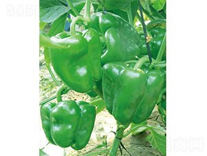 �׽�һ̖(h��o)-�����N��-����