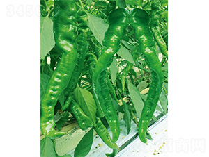 �׽���̖(h��o)-�����N��-����