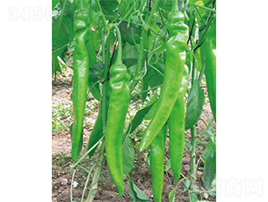 �׽���̖-�����N��-����