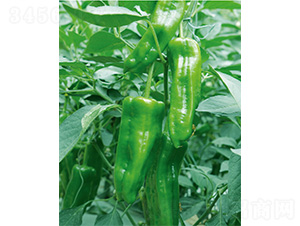 �׽���̖(h��o)-�����N��-����