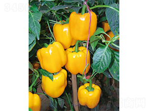 �S����-�����N��-����