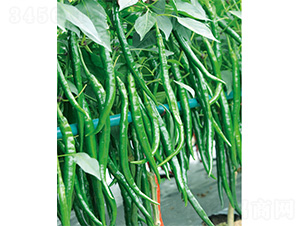 �n��(gu��)���S-�����N��-����