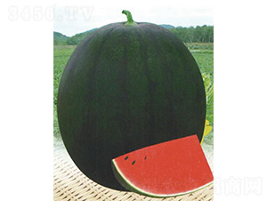 ������̖-���ϷN��-����