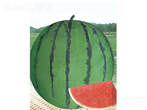 ������̖-���ϷN��-����