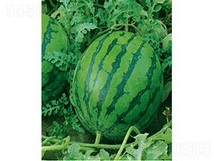 �ձ�����-���ϷN��-����