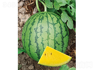 ����С�S-���ϷN��-����