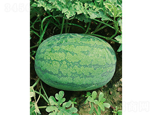 ����t����-���ϷN��-����