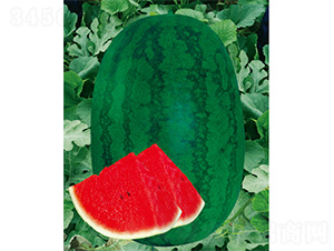 �������-���ϷN��-����