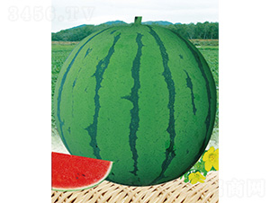 ���S8826-���ϷN��-����