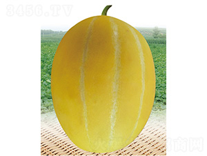 ������-��ϷN��-����