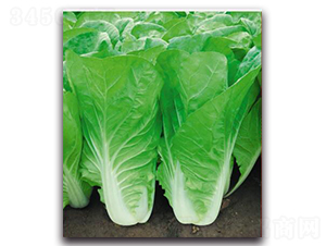 ���L(f��ng)���-�ײ˷N��-��s�r(n��ng)�I(y��)