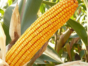 �Ɇ�60-���׷N��-����N�I(y��)